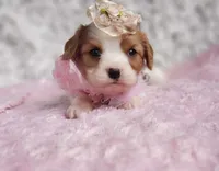 Rosie, a female Cavalier King Charles Spaniel for sale in Elizabethton, TN – 2 of 8
