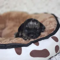 Tiny George, a male Cavalier King Charles Spaniel and Chihuahua for sale in Elizabethton, TN – 2 of 10