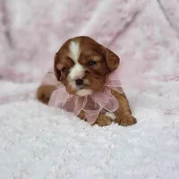 AKC Hope, a female Cavalier King Charles Spaniel for sale in Elizabethton, TN – 4 of 10