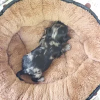 Tiny George, a male Cavalier King Charles Spaniel and Chihuahua for sale in Elizabethton, TN – 5 of 10