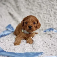 Reuben, a male Cavalier King Charles Spaniel and Poodle - Toy  for sale in Elizabethton, TN – 7 of 10