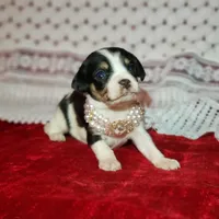 Travis, a male Cavalier King Charles Spaniel and Chihuahua for sale in Elizabethton, TN – Photo 5 of 5