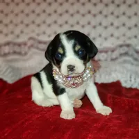 Travis, a male Cavalier King Charles Spaniel and Chihuahua for sale in Elizabethton, TN – Photo 1 of 5