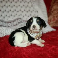 Travis, a male Cavalier King Charles Spaniel and Chihuahua for sale in Elizabethton, TN – Photo 3 of 5