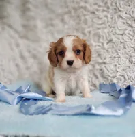 Westley, a male Cavalier King Charles Spaniel for sale in Elizabethton, TN – 5 of 10