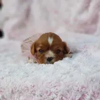 AKC Gracie, a female Cavalier King Charles Spaniel for sale in Elizabethton, TN – 6 of 8