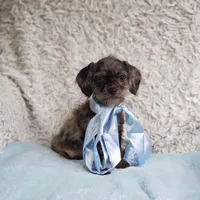 Mason, a male Cavalier King Charles Spaniel and Poodle - Toy  for sale in Elizabethton, TN – 3 of 4
