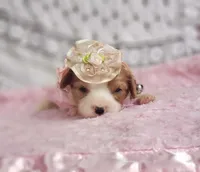 Rosie , a female Cavalier King Charles Spaniel for sale in Elizabethton, TN – 8 of 10