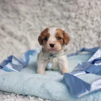 Westley, a male Cavalier King Charles Spaniel for sale in Elizabethton, TN – 6 of 6