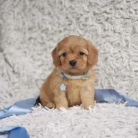 Liam, a male Cavalier King Charles Spaniel and Poodle - Toy  for sale in Elizabethton, TN – 6 of 6