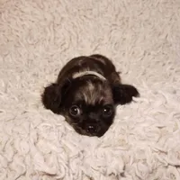 Noah, a male Cavalier King Charles Spaniel and Chihuahua for sale in Elizabethton, TN – 5 of 6