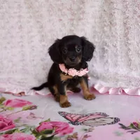 Daisy, a female Cavalier King Charles Spaniel and Chihuahua for sale in Elizabethton, TN – 6 of 7