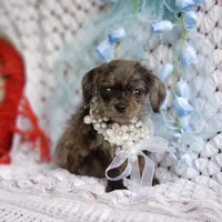 Toby, a male Cavapoo for sale in Elizabethton, TN – 5 of 5