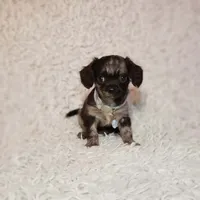 Noah, a male Cavalier King Charles Spaniel and Chihuahua for sale in Elizabethton, TN – 4 of 6