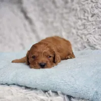 Reuben, a male Cavapoo for sale in Elizabethton, TN – 3 of 5