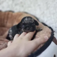 Tiny George, a male Cavalier King Charles Spaniel and Chihuahua for sale in Elizabethton, TN – 7 of 10