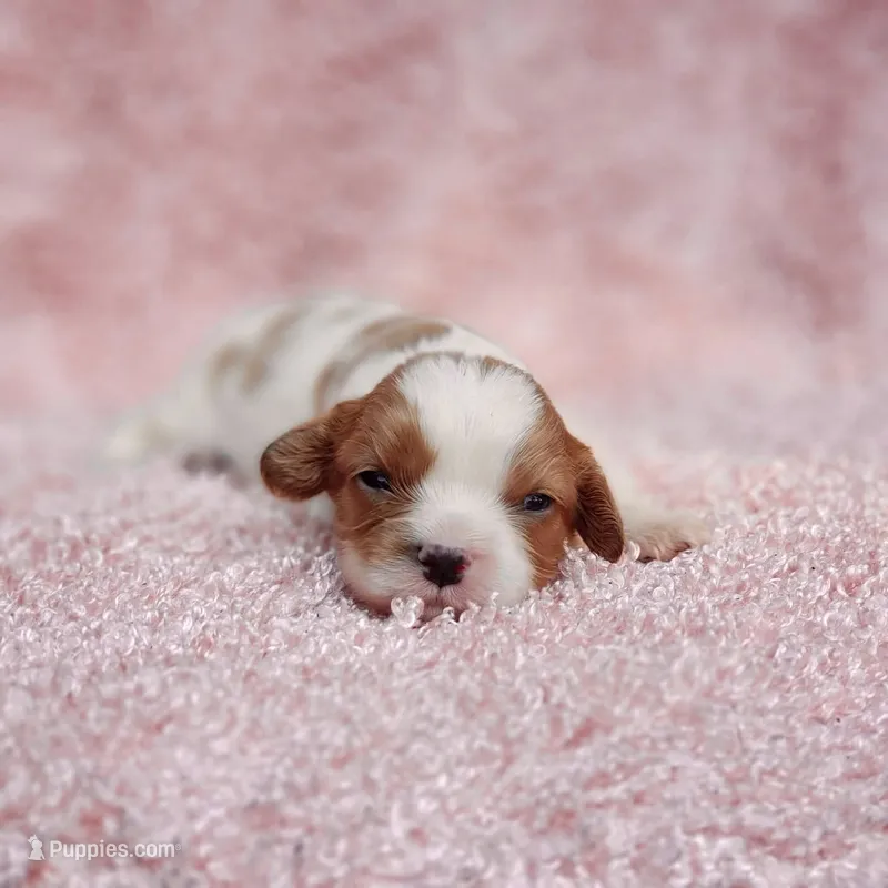 AKC Rosie, a female Cavalier King Charles Spaniel for sale in Elizabethton, TN – 1 of 5
