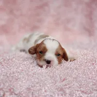 AKC Rosie, a female Cavalier King Charles Spaniel for sale in Elizabethton, TN – 1 of 5