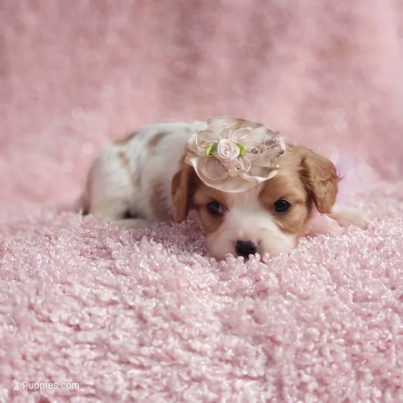 Rosie – Cavalier King Charles Spaniel puppy for sale in Elizabethton, TN
