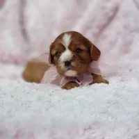 AKC Hope, a female Cavalier King Charles Spaniel for sale in Elizabethton, TN – 2 of 10
