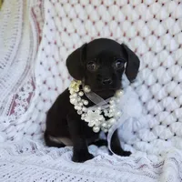 Charlie , a male Cavalier King Charles Spaniel and Poodle - Toy  for sale in Elizabethton, TN – 6 of 6