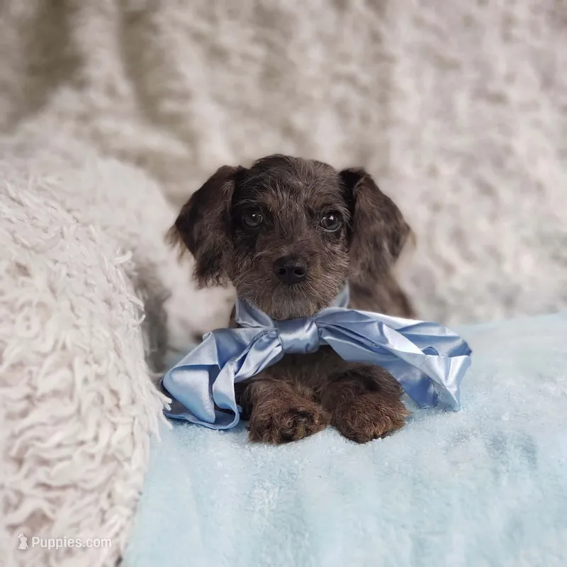 James – Cavapoo puppy for sale in Elizabethton, TN