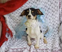 Travis, a male Cavalier King Charles Spaniel and Chihuahua for sale in Elizabethton, TN – 3 of 5