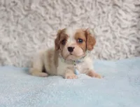 Westley, a male Cavalier King Charles Spaniel for sale in Elizabethton, TN – 3 of 7