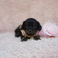 Daisy , a female Cavalier King Charles Spaniel and Chihuahua for sale in Elizabethton, TN – 4 of 7