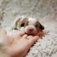 AKC Charlie, a male Cavalier King Charles Spaniel for sale in Elizabethton, TN – 3 of 5