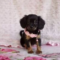 Daisy, a female Cavalier King Charles Spaniel and Chihuahua for sale in Elizabethton, TN – 3 of 7