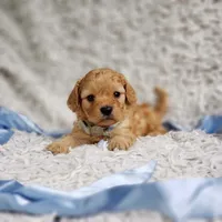 Presley, a male Cavalier King Charles Spaniel and Poodle - Toy  for sale in Elizabethton, TN – 2 of 10