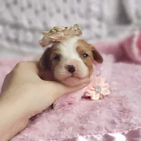 Rosie , a female Cavalier King Charles Spaniel for sale in Elizabethton, TN – 6 of 10