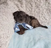 James, a male Cavapoo for sale in Elizabethton, TN – 3 of 3