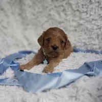 Reuben, a male Cavalier King Charles Spaniel and Poodle - Toy  for sale in Elizabethton, TN – 3 of 9