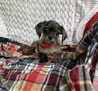 Mason, a male Cavapoo for sale in Elizabethton, TN – 4 of 6