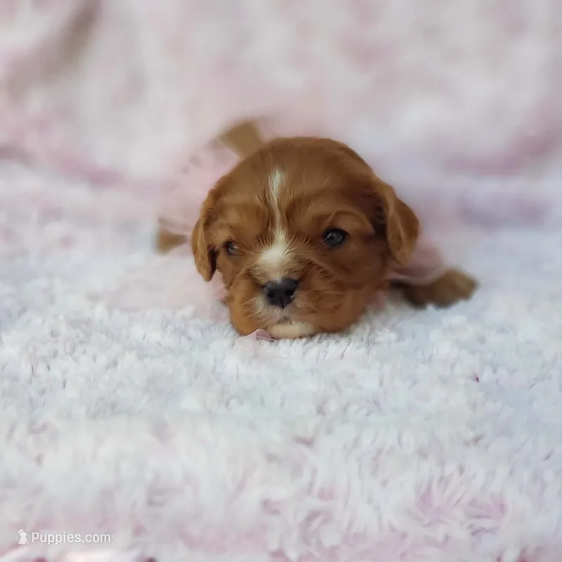 AKC Ladybug – Cavalier King Charles Spaniel puppy for sale in Elizabethton, TN