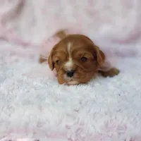 AKC Ladybug, a female Cavalier King Charles Spaniel for sale in Elizabethton, TN – 1 of 5