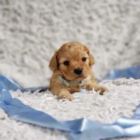 Presley, a male Cavalier King Charles Spaniel and Poodle - Toy  for sale in Elizabethton, TN – 3 of 10