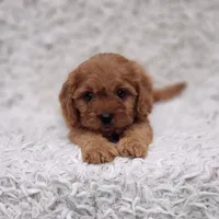 Reuben, a male Cavalier King Charles Spaniel and Poodle - Toy  for sale in Elizabethton, TN – 4 of 10