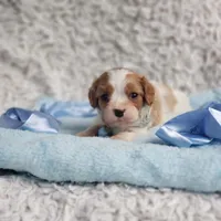 Westley, a male Cavalier King Charles Spaniel for sale in Elizabethton, TN – 3 of 6