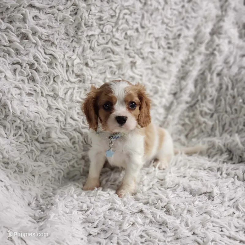 Westley – Cavalier King Charles Spaniel puppy for sale in Elizabethton, TN