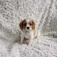 Westley, a male Cavalier King Charles Spaniel for sale in Elizabethton, TN – 2 of 8