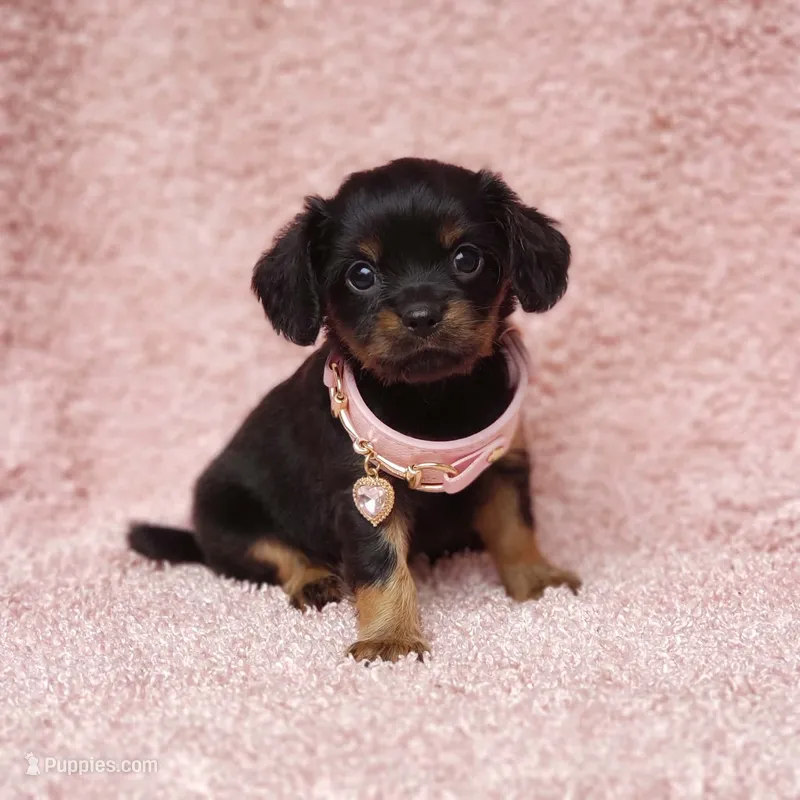 Daisy – Cavalier King Charles Spaniel, Chihuahua puppy for sale in Elizabethton, TN