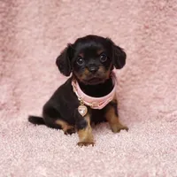 Daisy, a female Cavalier King Charles Spaniel and Chihuahua for sale in Elizabethton, TN – 1 of 8