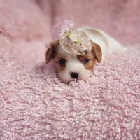 Rosie, a female Cavalier King Charles Spaniel for sale in Elizabethton, TN – 4 of 8