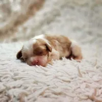 AKC Remi, a male Cavalier King Charles Spaniel for sale in Elizabethton, TN – 3 of 6