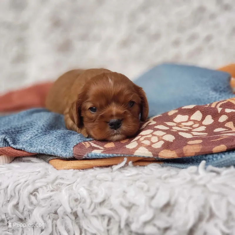 AKC Ferguson – Cavalier King Charles Spaniel puppy for sale in Elizabethton, TN