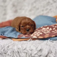 AKC Ferguson, a male Cavalier King Charles Spaniel for sale in Elizabethton, TN – 1 of 7