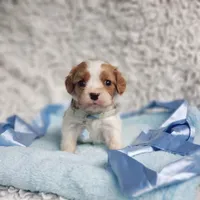 Westley, a male Cavalier King Charles Spaniel for sale in Elizabethton, TN – 1 of 6